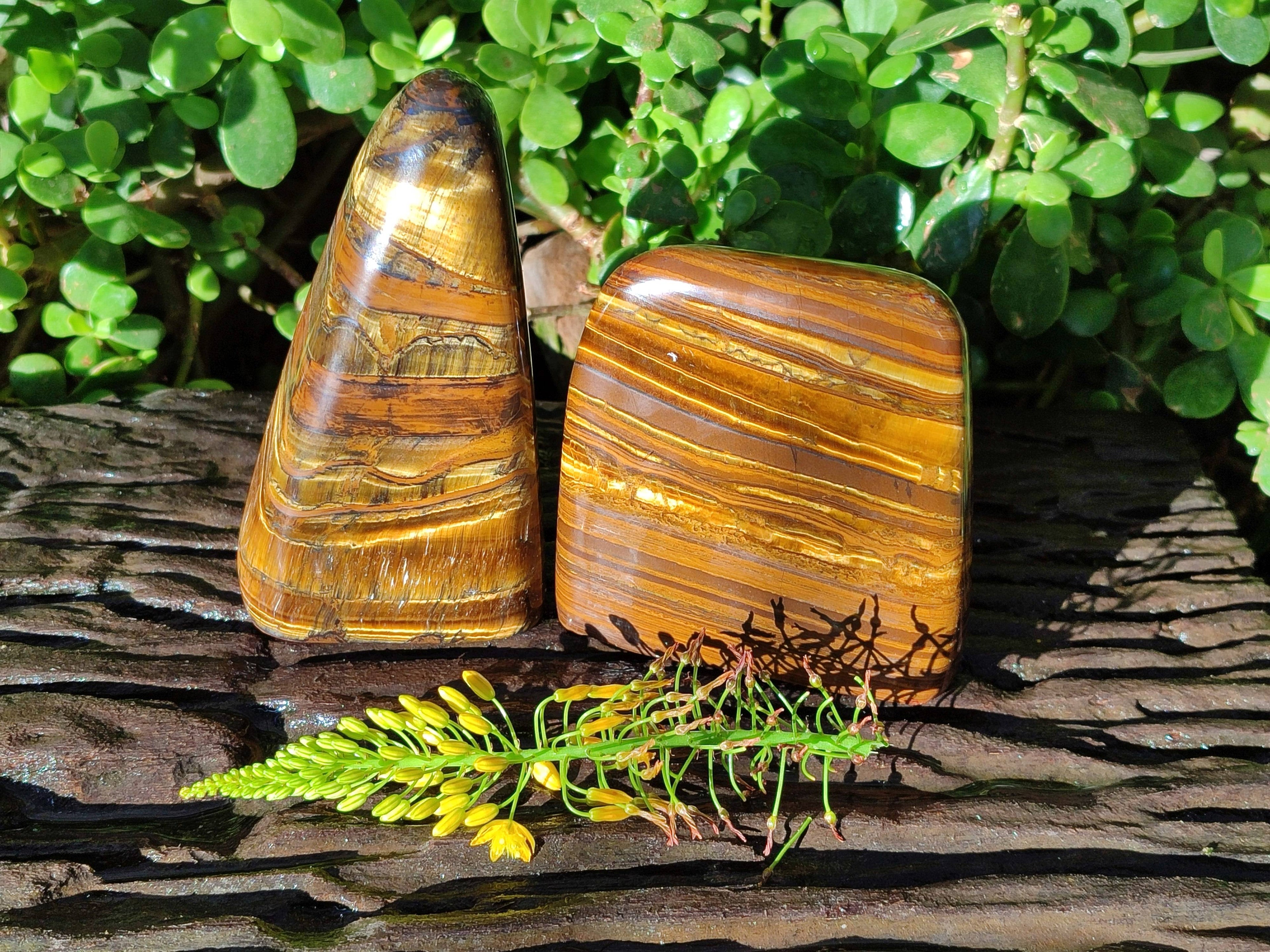 Polished Tigers Eye Standing Free Forms x 2 From South Africa - Toprock Gemstones and Minerals 