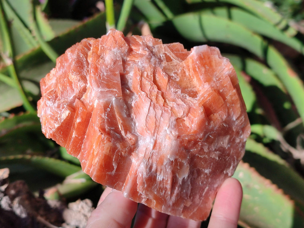 Natural Sunset Orange Calcite Specimens x 4 From Spitzkop, Namibia - Toprock Gemstones and Minerals 