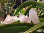 Natural Spirit Quartz Crystals x 20 From Boekenhouthoek, South Africa - Toprock Gemstones and Minerals 