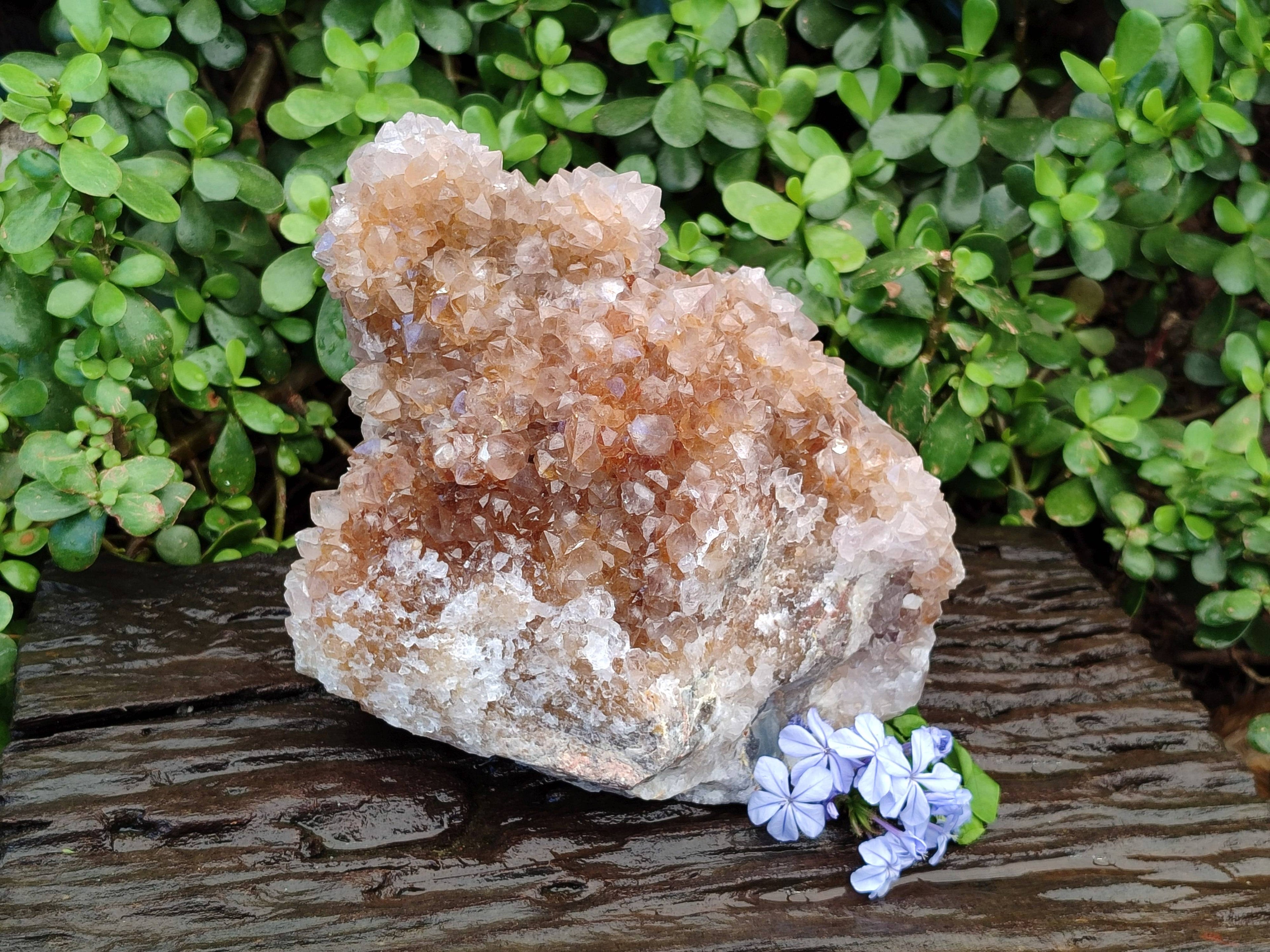 Natural Spirit Quartz Cluster x 1 From Boekenhouthoek, South Africa - Toprock Gemstones and Minerals 