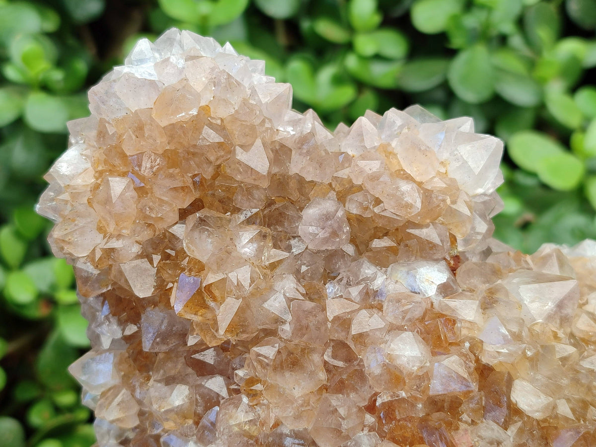 Natural Spirit Quartz Cluster x 1 From Boekenhouthoek, South Africa - Toprock Gemstones and Minerals 