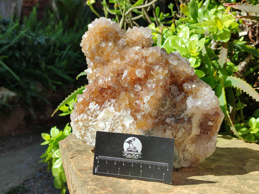 Natural Spirit Quartz Cluster x 1 From Boekenhouthoek, South Africa - Toprock Gemstones and Minerals 