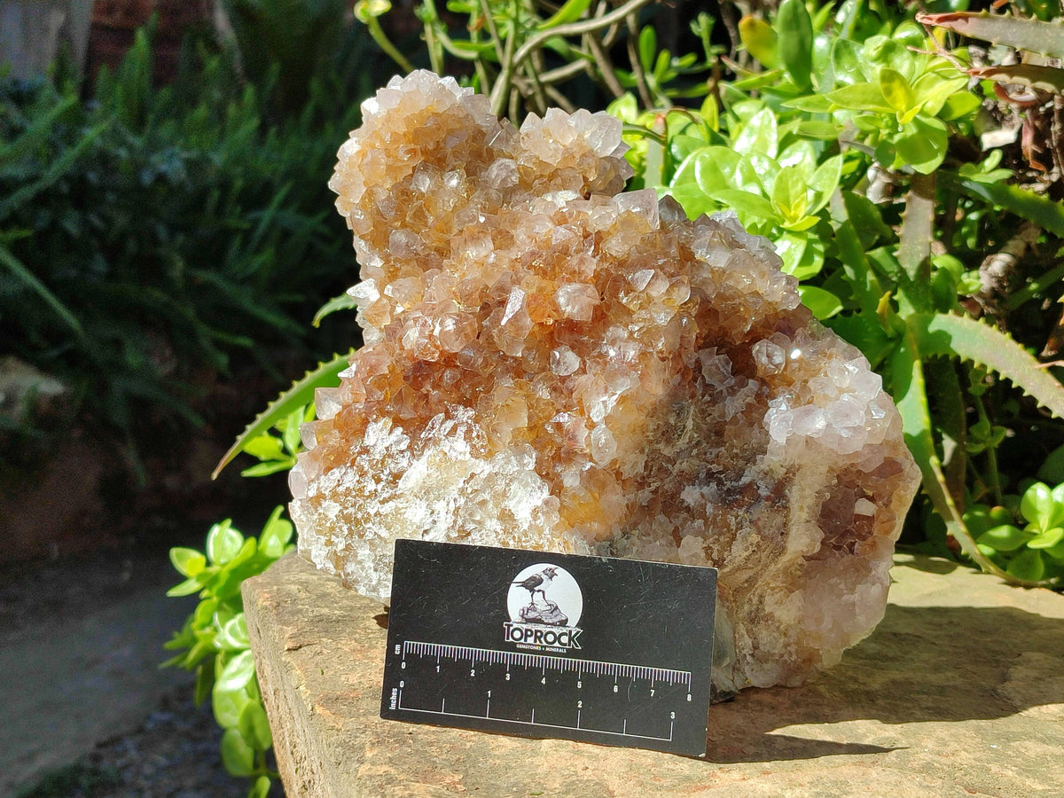 Natural Spirit Quartz Cluster x 1 From Boekenhouthoek, South Africa - Toprock Gemstones and Minerals 