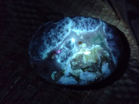 Polished Dendritic Opal Palm Stones x 12 From Madagascar