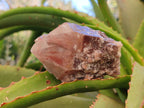 Natural Red Hematoid Quartz Crystals x 6 From Karoi, Zimbabwe - Toprock Gemstones and Minerals 