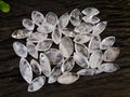Polished Clear Quartz "Angel Tears" Pendant Pieces x 35 From Madagascar - Toprock Gemstones and Minerals 