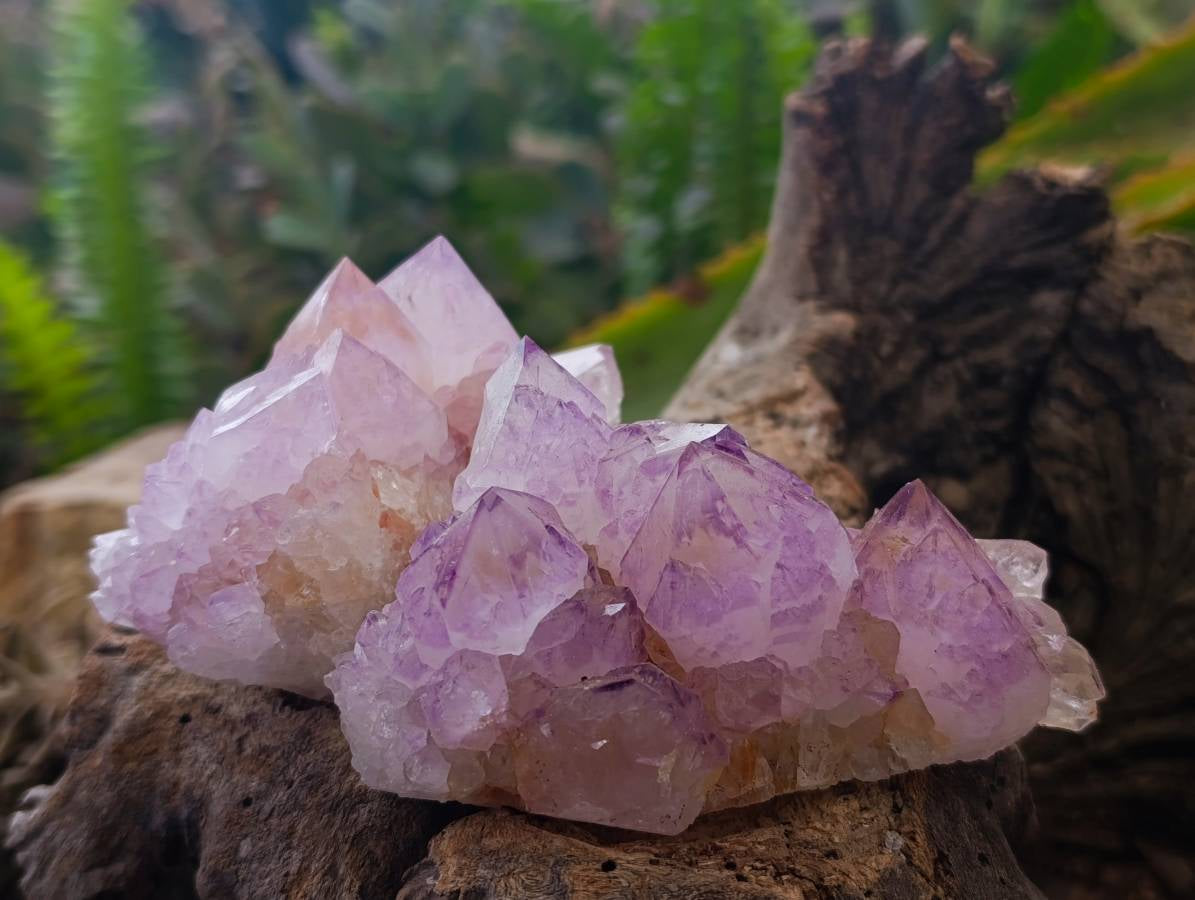 Natural Amethyst Spirit Quartz Clusters x 6 From South Africa - Toprock Gemstones and Minerals 