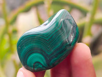 Polished Flower Banded Malachite Free Forms x 35 From Congo