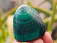 Polished Flower Banded Malachite Free Forms x 35 From Congo