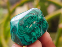 Polished Flower Banded Malachite Free Forms x 35 From Congo