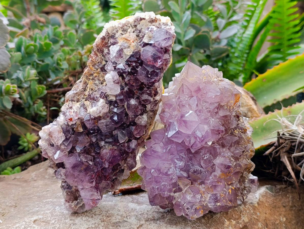 Natural Amethyst Spirit Quartz Clusters x 2 From South Africa - Toprock Gemstones and Minerals 