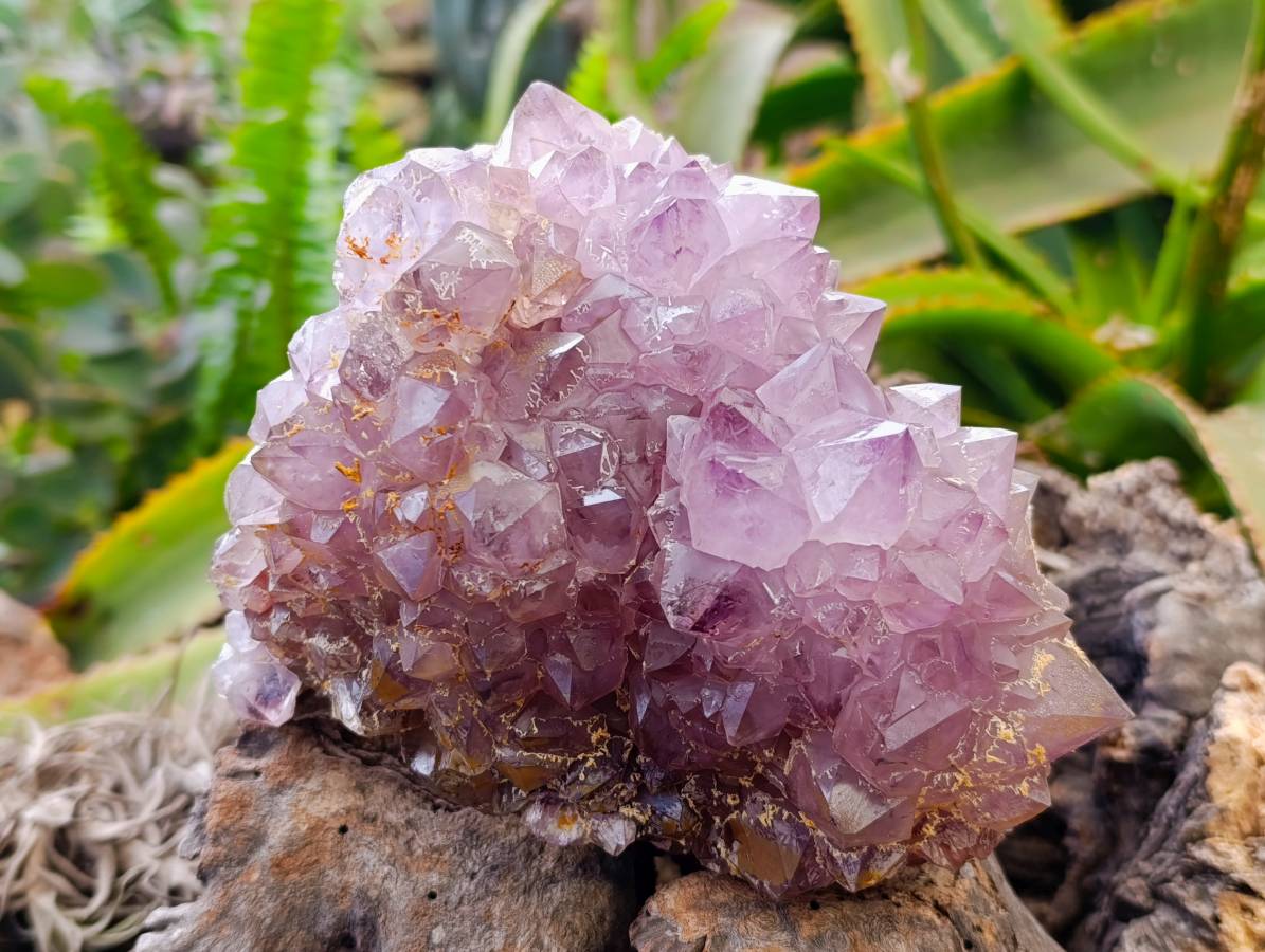 Natural Amethyst Spirit Quartz Clusters x 2 From South Africa - Toprock Gemstones and Minerals 