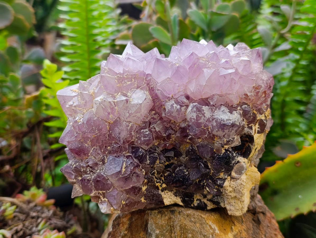 Natural Amethyst Spirit Quartz Clusters x 2 From South Africa - Toprock Gemstones and Minerals 