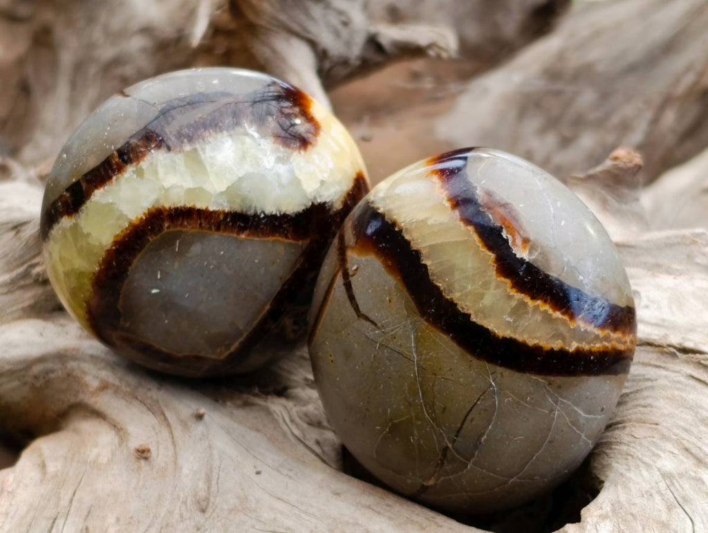 Polished Septerye Palm Stones x 12 From Madagascar - Toprock Gemstones and Minerals 