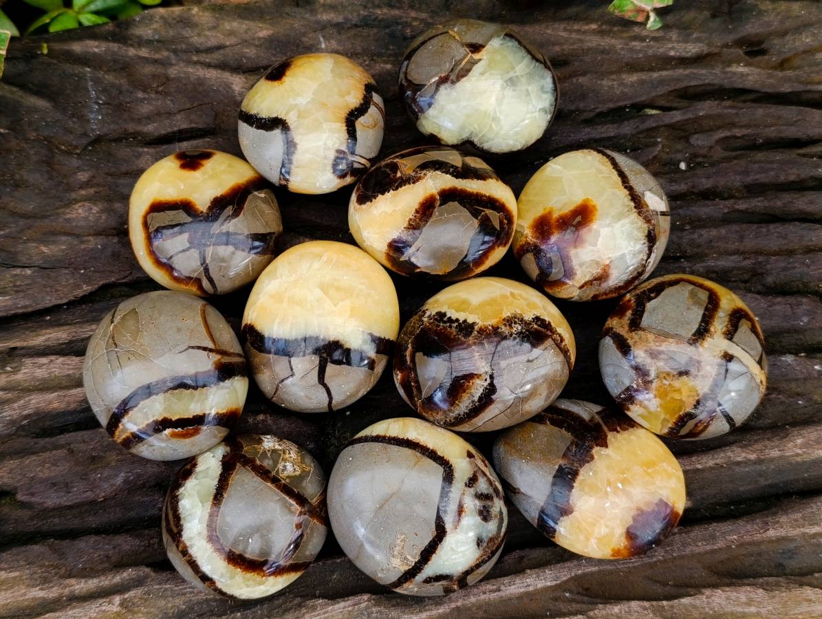Polished Septerye Palm Stones x 12 From Madagascar - Toprock Gemstones and Minerals 