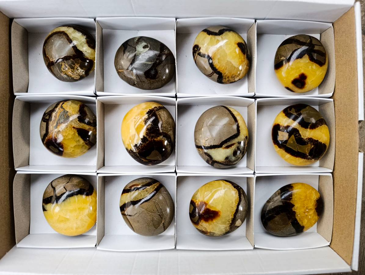 Polished Septerye Palm Stones x 12 From Madagascar - Toprock Gemstones and Minerals 