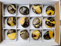 Polished Septerye Palm Stones x 12 From Madagascar