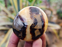 Polished Septerye Palm Stones x 12 From Madagascar