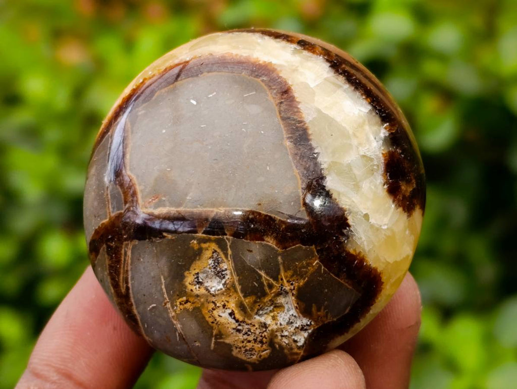 Polished Septerye Palm Stones x 12 From Madagascar - Toprock Gemstones and Minerals 