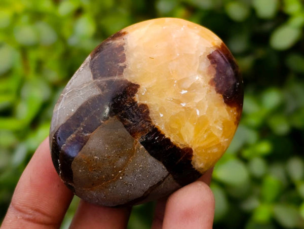 Polished Septerye Palm Stones x 12 From Madagascar