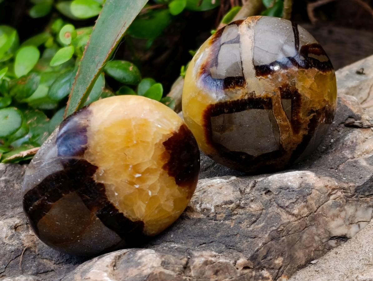 Polished Septerye Palm Stones x 12 From Madagascar - Toprock Gemstones and Minerals 