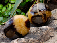 Polished Septerye Palm Stones x 12 From Madagascar
