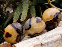 Polished Septerye Palm Stones x 12 From Madagascar