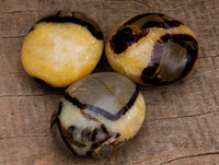 Polished Septerye Palm Stones x 12 From Madagascar