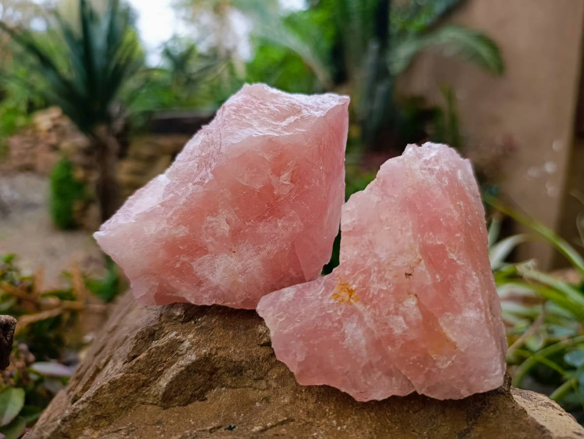 Natural Pink Rose Quartz Cobbed Specimens x 27 From North Cape, South Africa - Toprock Gemstones and Minerals 