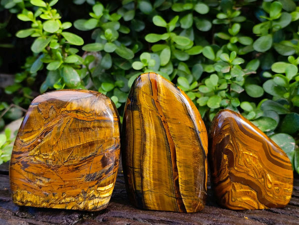 Polished Tigers Eye Standing Free Forms x 3 From South Africa