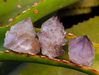 Natural Amethyst Spirit Quartz Crystals x 153 From South Africa