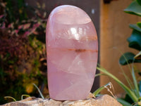 Polished Rose Quartz Standing Free Forms x 2 From Madagascar