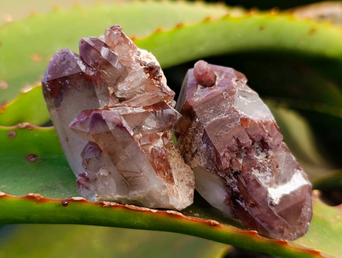 Natural Hematoid Quartz Crystals x 35 From Zimbabwe - Toprock Gemstones and Minerals 