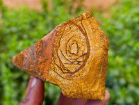 Natural Picture Stone Jasper Cobbed Specimens x 10 From Ais-Ais, Namibia