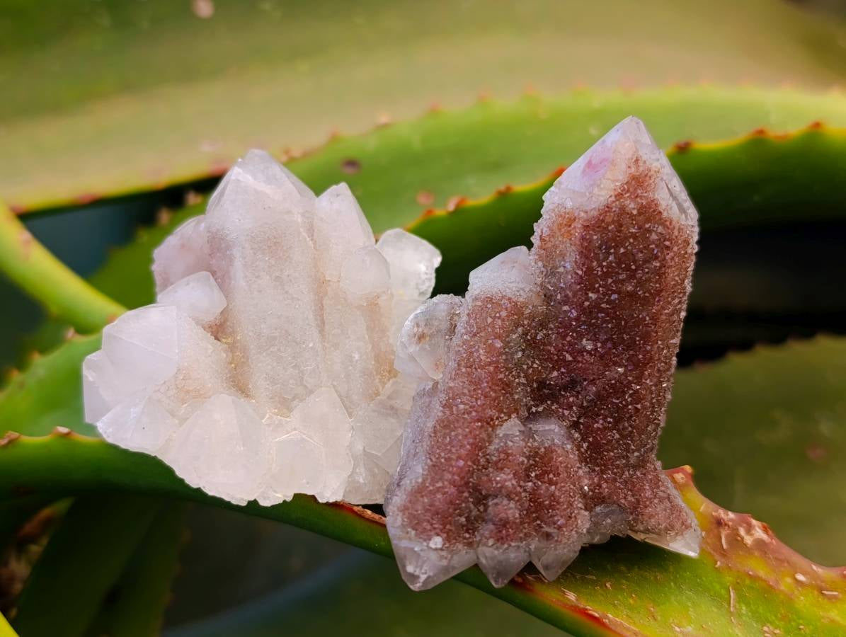 Natural Fairy Spirit Quartz Specimens x 12 From South Africa - Toprock Gemstones and Minerals 