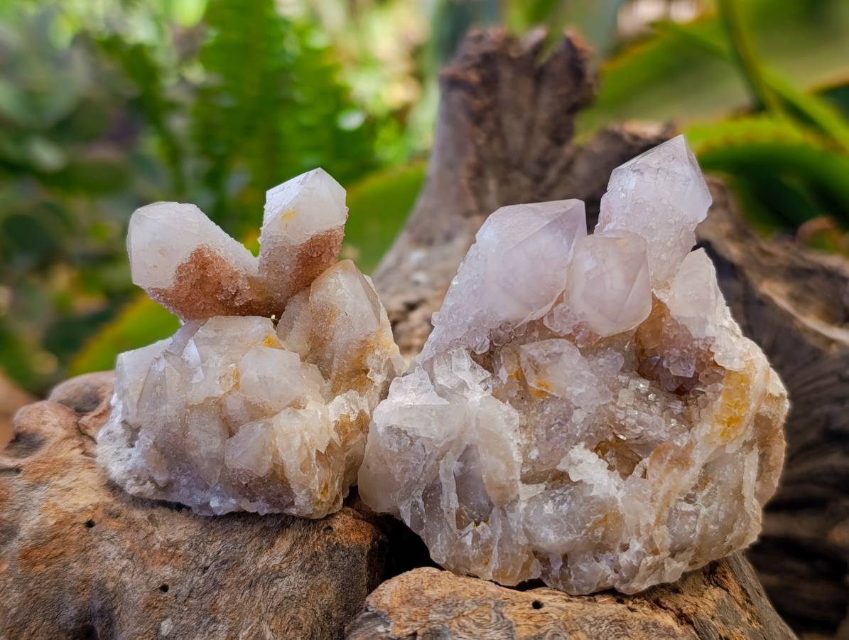 Natural Fairy Spirit Quartz Specimens x 12 From South Africa - Toprock Gemstones and Minerals 