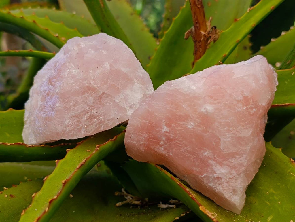 Natural Pink Rose Quartz Cobbed Specimens x 12 From North Cape, South Africa - Toprock Gemstones and Minerals 