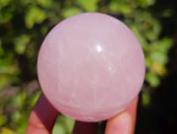 Polished Rose Quartz Spheres x 12 From Madagascar