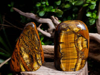 Polished Tigers Eye Standing Free Forms x 3 From South Africa
