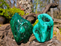Polished Flower Banded Malachite Free Forms x 3 From Congo