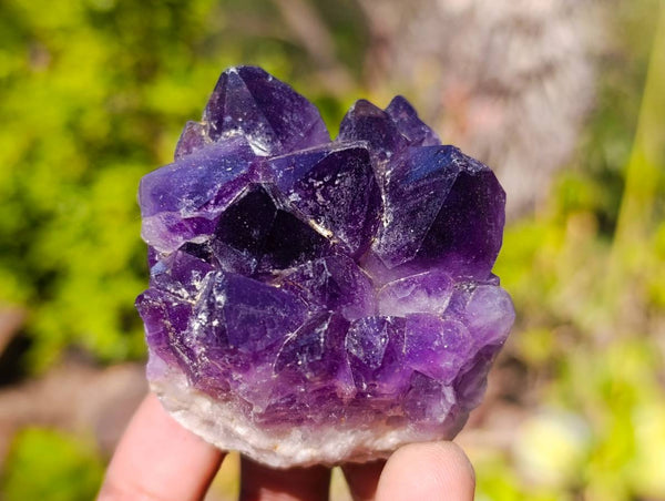 Natural Dark Amethyst Clusters x 12 From Zambia