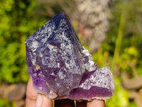 Natural Dark Amethyst Clusters x 12 From Zambia