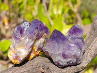 Natural Dark Amethyst Clusters x 12 From Zambia