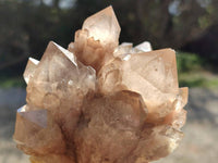 Natural Phantom Smokey Quartz Clusters x 2 From Luena, Congo