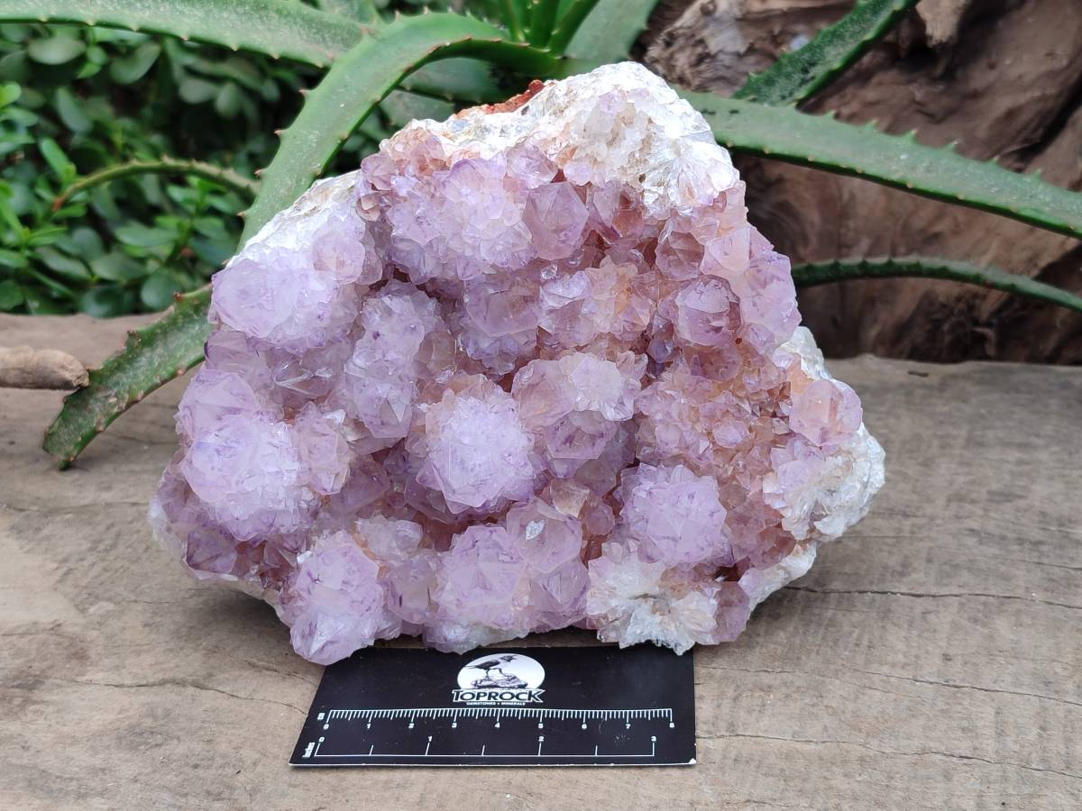 Natural Amethyst Spirit Quartz Cluster x 1 From South Africa - Toprock Gemstones and Minerals 