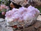 Natural Amethyst Spirit Quartz Cluster x 1 From South Africa - Toprock Gemstones and Minerals 