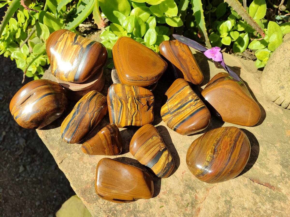 Polished Tigers Eye Free Forms x 12 From South Africa - Toprock Gemstones and Minerals 
