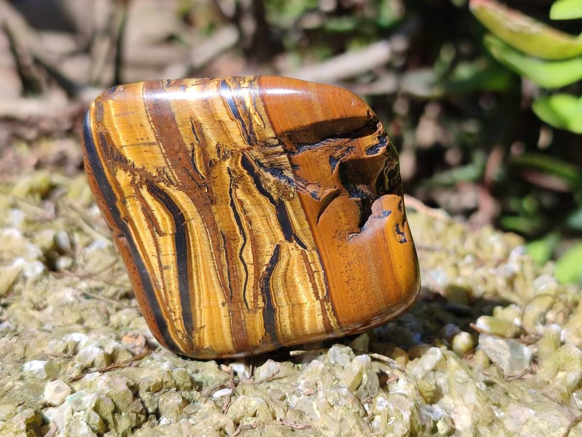 Polished Tigers Eye Free Forms x 12 From South Africa - Toprock Gemstones and Minerals 