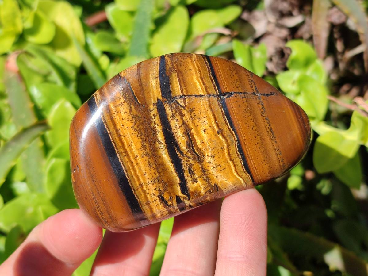 Polished Tigers Eye Free Forms x 12 From South Africa - Toprock Gemstones and Minerals 