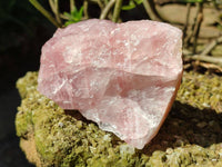 Natural Pink Rose Quartz Cobbed Specimens x 12 From North Cape, South Africa - Toprock Gemstones and Minerals 